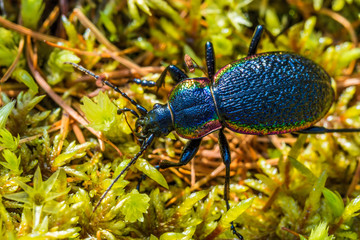 Black beetle on green grass. Macro. Summer. 