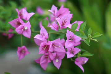 Purple Bougaville