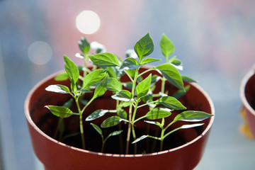 Green sprout growing from seed