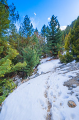 Beautiful fairytale winter landscape with snow-covered spruce trees