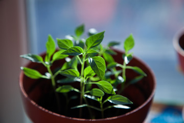 Green sprout growing from seed