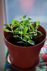 Green sprout growing from seed