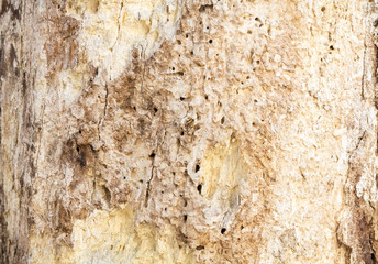 texture damaged by parasites of wood