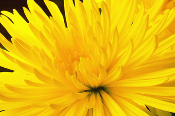Yellow Chrysanthemum