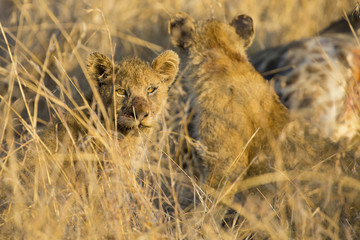 Lioness move in brown grass to kill