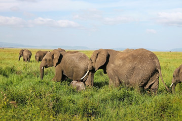 Naklejka na ściany i meble Group of elephants walking on the savannah. Africa. Kenya. Tanzania. Serengeti. 