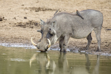 Fototapeta premium Single old Warthog standing at a waterhole drinking