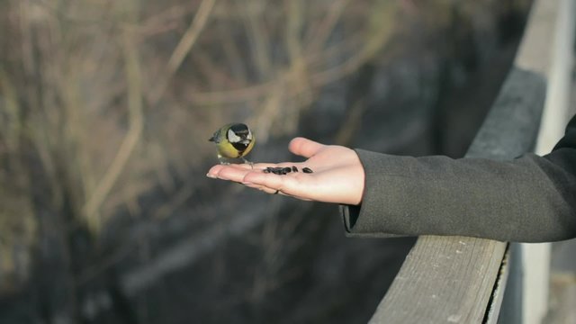 Woman Feeding a Bird - Handheld Closeup