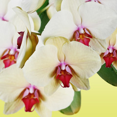 Yellow orchid 