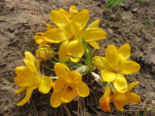 Naklejka na ściany i meble Yellow crocus flowers in spring