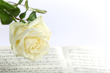 white rose and music paper