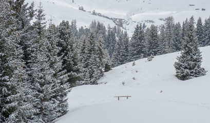 A group of trees sitting together in snow covered landscape in Seiser alm