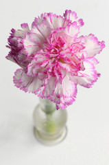 fresh carnations flower