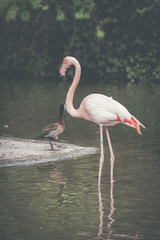 Flamant rose