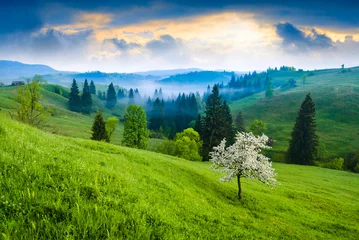 Poster Colline Arbre en fleurs sur une colline verdoyante
