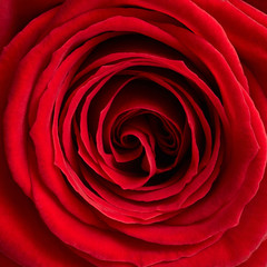 Red rose background