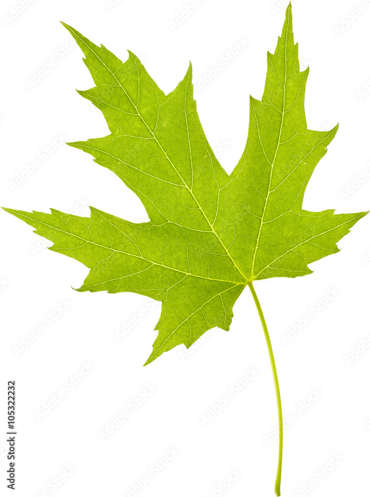 Sticker leaf