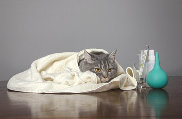 sick British kitten on a table in clinic