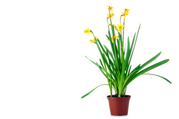 very beautiful daffodils in a small vase on the white isolated background