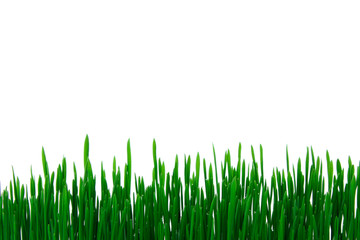 Fototapeta premium sprouted green wheat isolated on white background