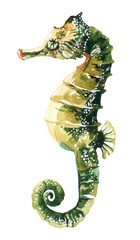 Watercolor seahorse © Tanya Syrytsyna