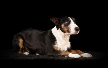 Bull Terrier en studio sur fond noir