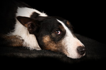 Bull Terrier en studio sur fond noir