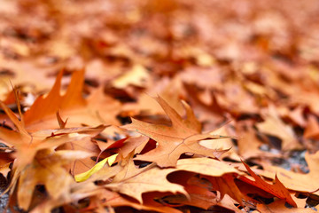 Forest floor in autumn. Autumn leaves, nature background with copy space. 