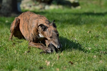 Fototapeta premium Hund liegt im Gras und frisst Rohfutter