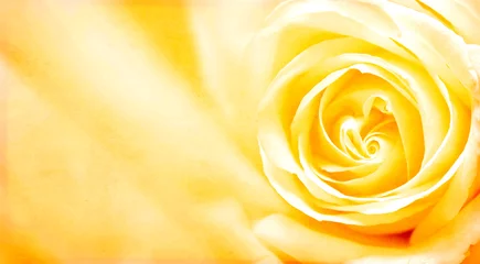 Photo sur Plexiglas Roses Bannière grunge avec rose jaune et texture de papier