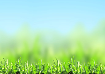 Green grass