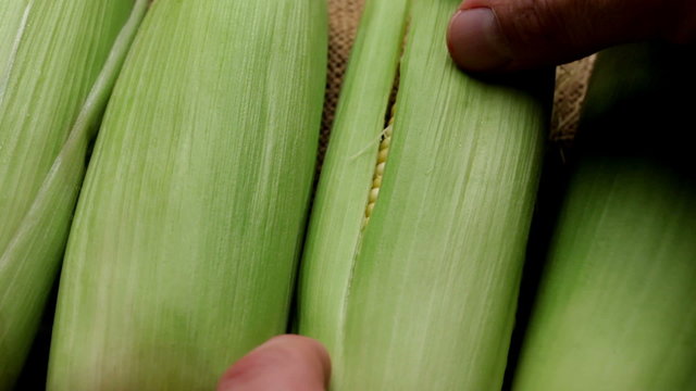 Hand pulls back husk of fresh corn