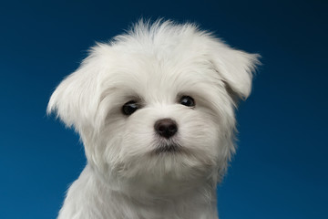 Closeup Portrait of  Cute White Maltese Puppy on blue background
