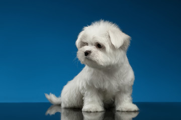 Cute White Maltese Puppy Sits and Looking left isolated,blue