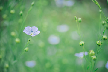 Flower on garden with shallow DOF