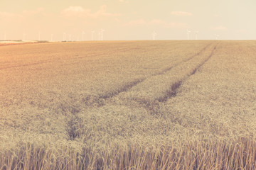 Fototapeta premium Ripe Cereal field