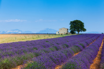 Plakat Lavanda fields. Provence