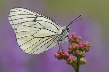 Mariposa Blanca del Majuelo. Aporia crataegui