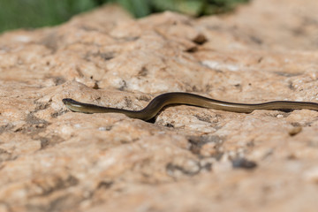 snake on a rock