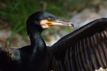 Vogel