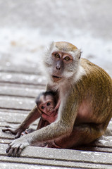 Makaken Mutter mit Kind