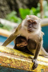 Makaken Mutter mit Kind