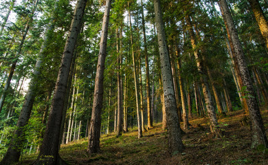 Fototapeta premium View of green forest