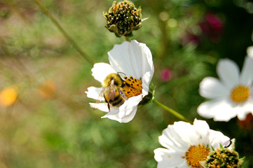 Bee on Flowers