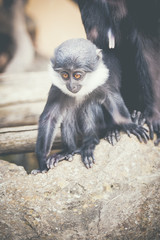 Bébé singe cercopithèque