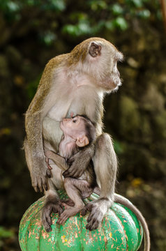 Makaken Mutter mit Kind