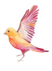 Watercolor illustration of a yellow bird flying, isolated on whi