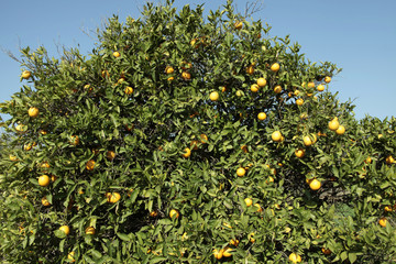 Orange Grove  