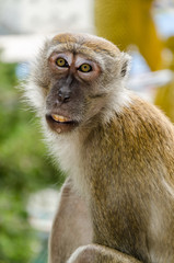 Makake