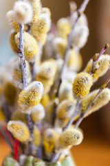 Spring pussy-willow
